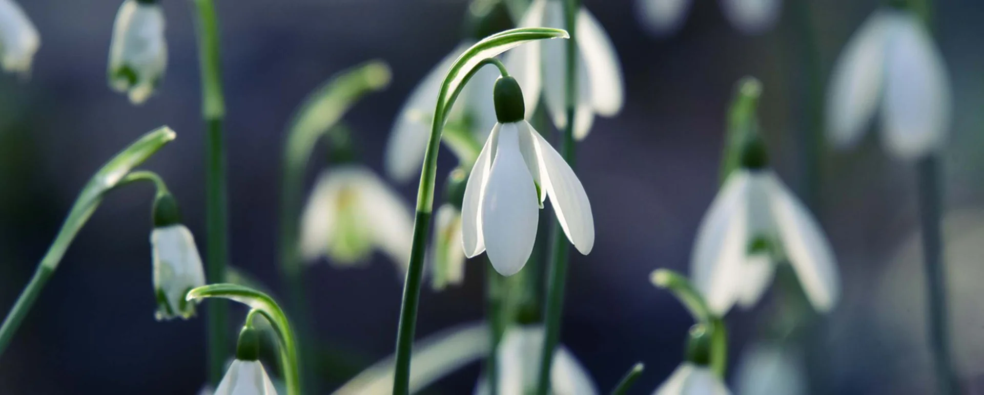 Elevate Your Every Pour